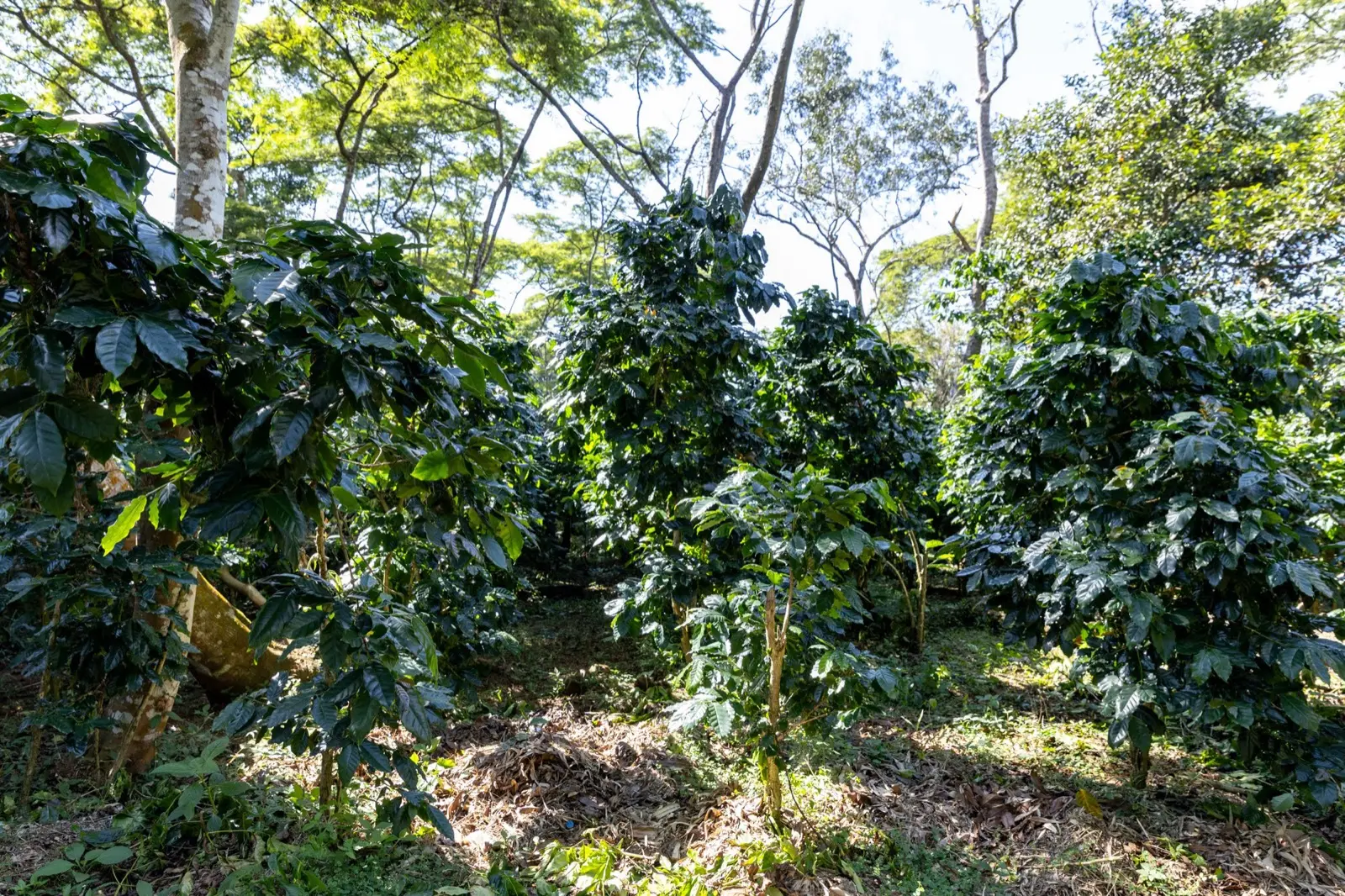 ラオスのコーヒー農園